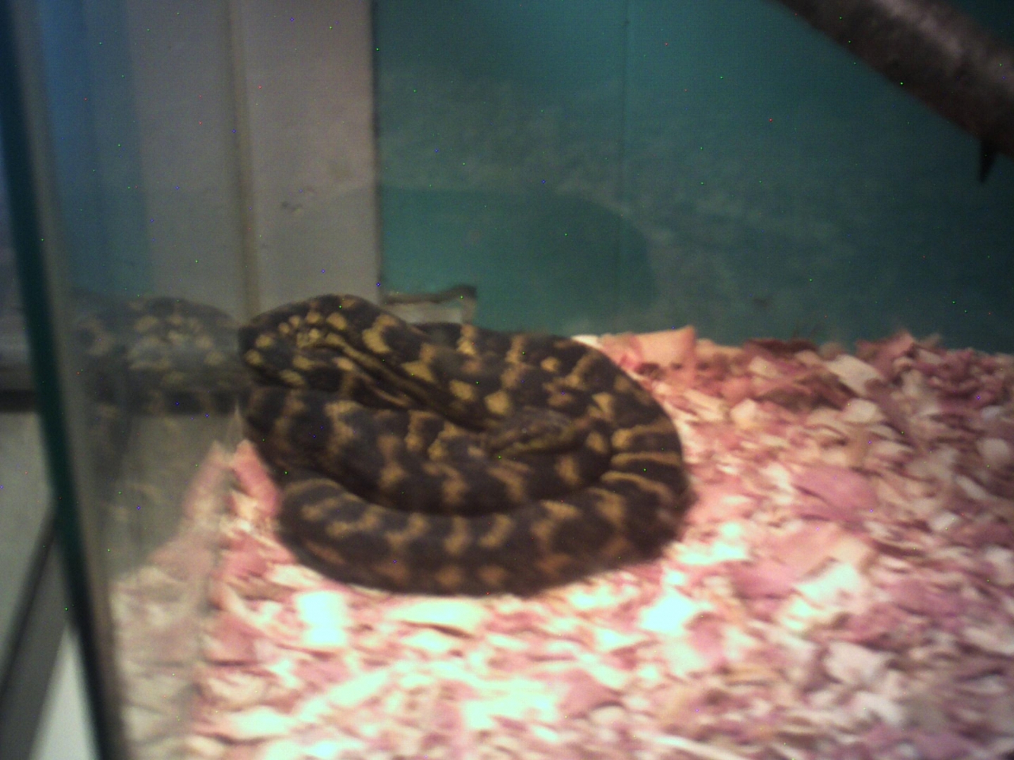 carpet python