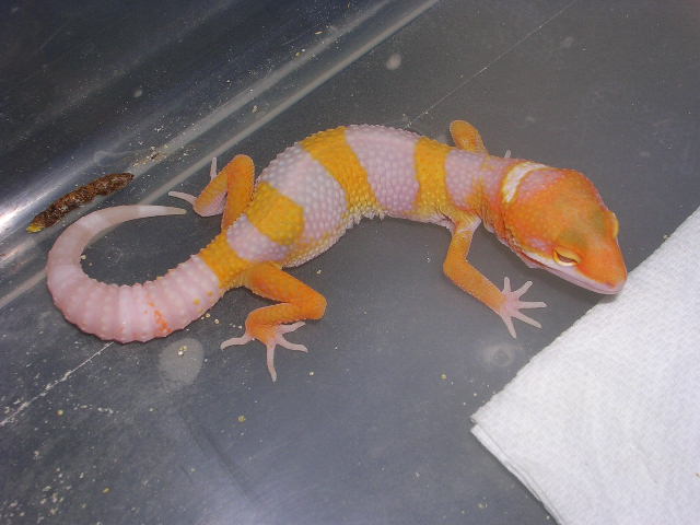 Carrot head tangerine giant male