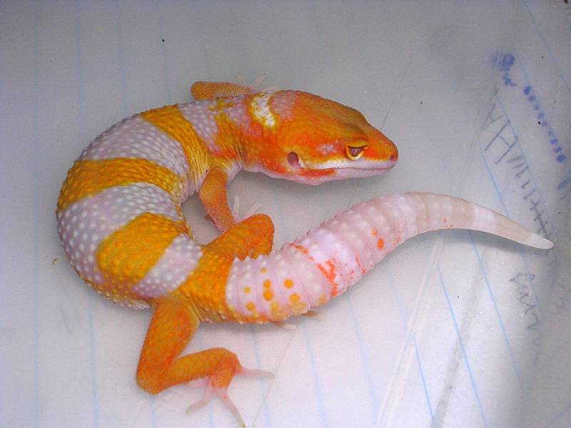 carrot head tangerine giant