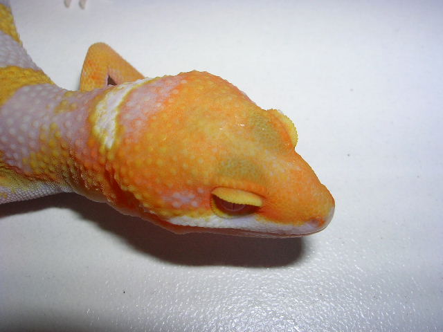 carrot head tangerine ginat