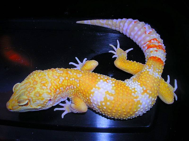 carrot head tangerine