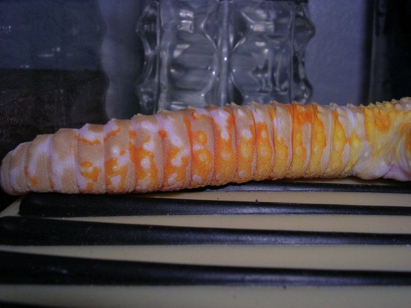 Carrot tail jungle giant  tail