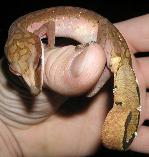 Cat Gecko