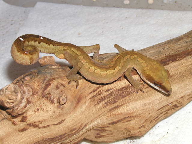 Cat Gecko