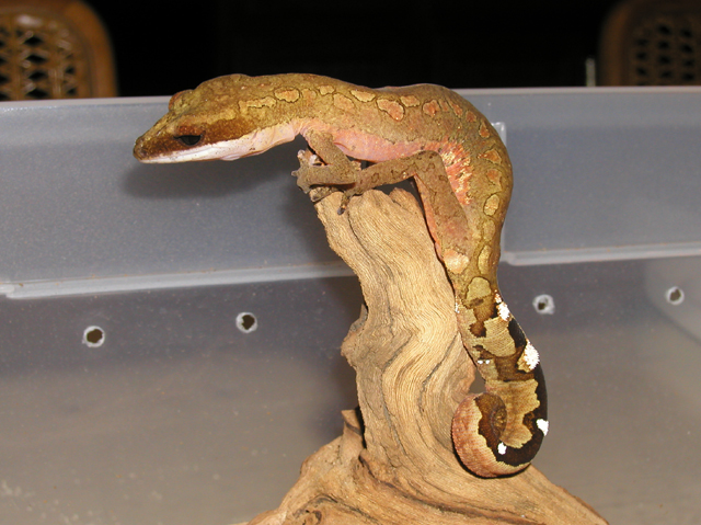 Cat Gecko