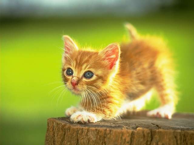 Cat_-_010