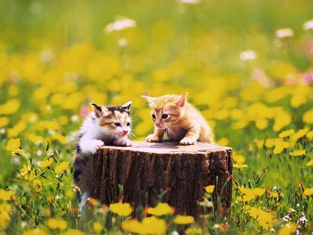 Cat_-_055