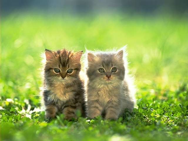 Cat_-_065