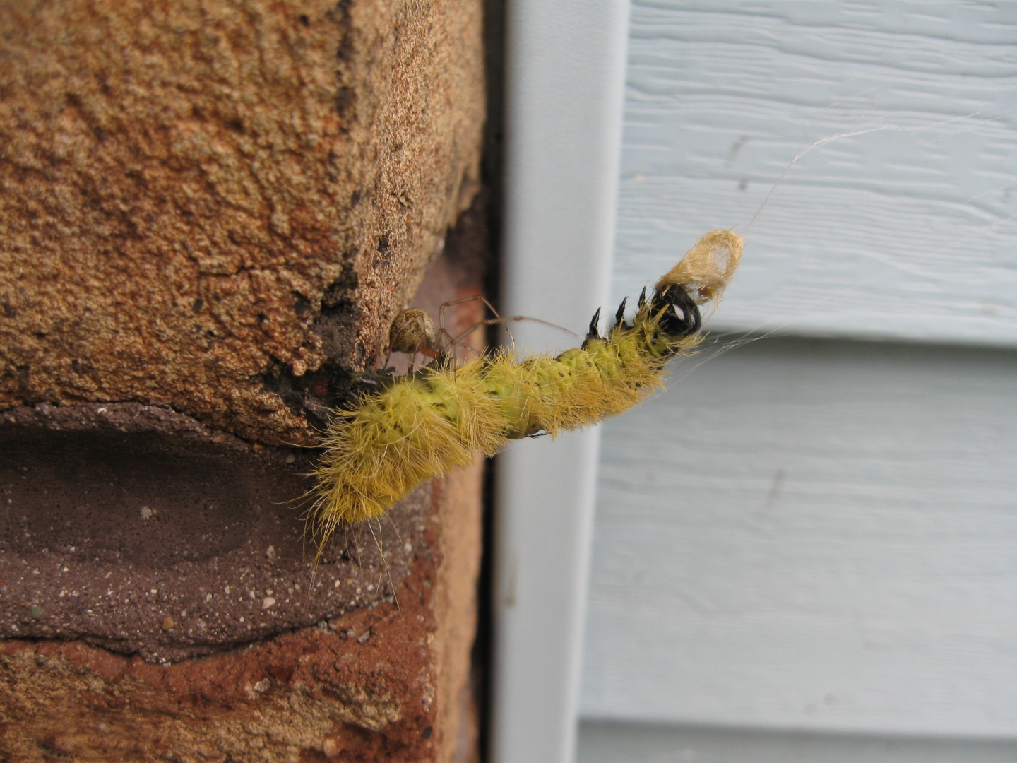 Caterpillar took a wrong turn