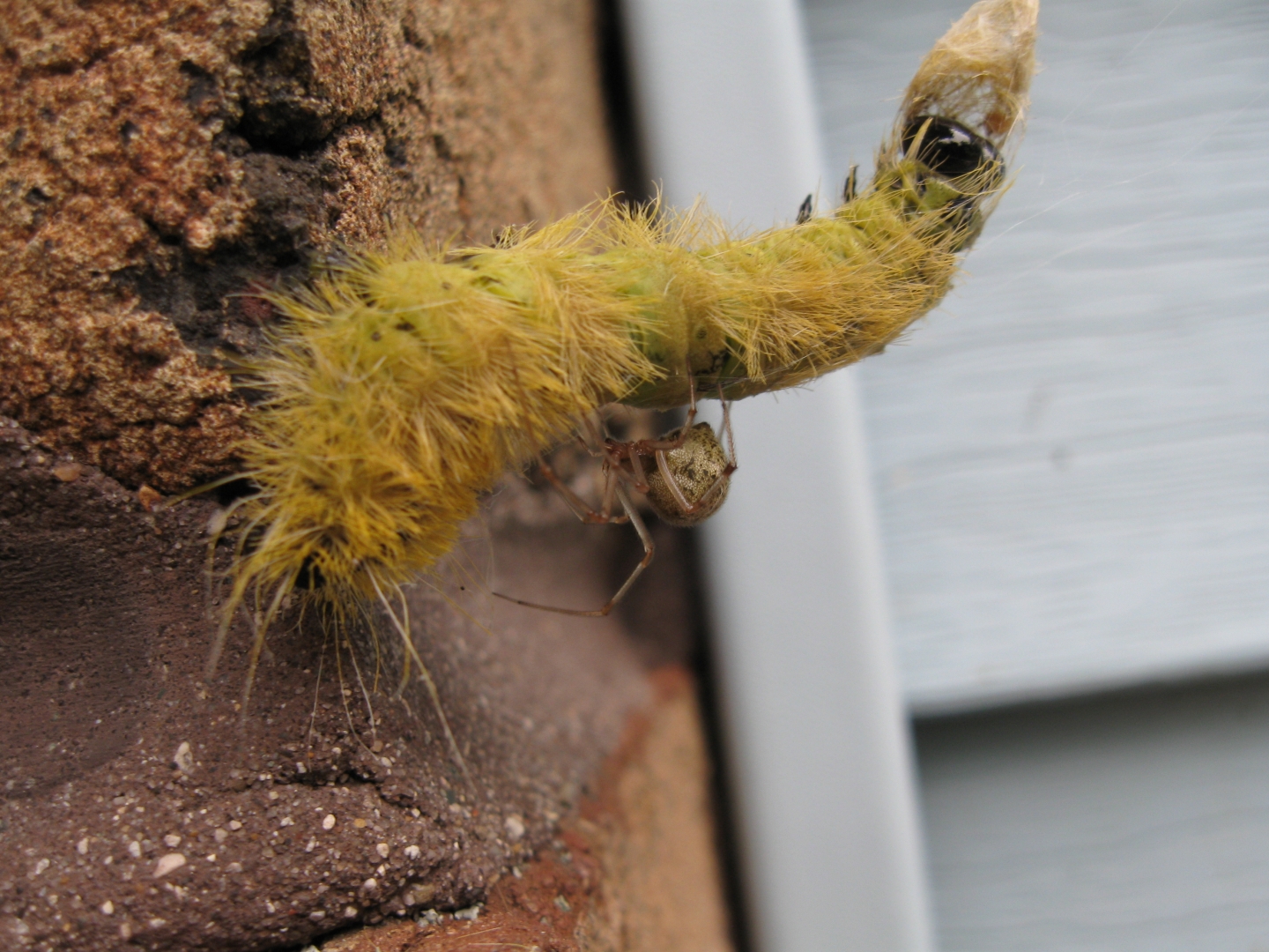 Caterpillar took a wrong turn