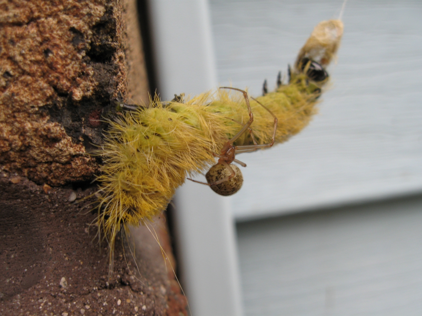 Caterpillar took a wrong turn