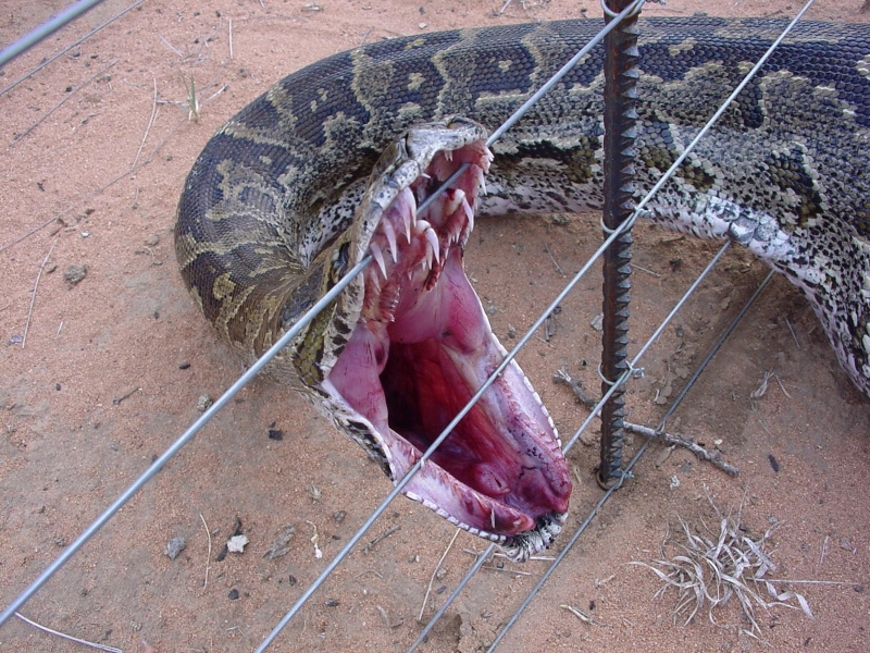 Caught in the Fence Mouth