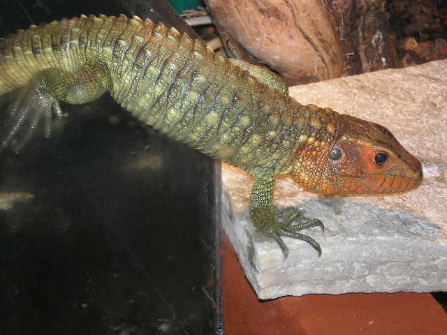 cayman lizard under water