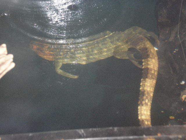 cayman lizard under water