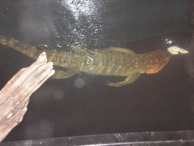cayman lizard under water