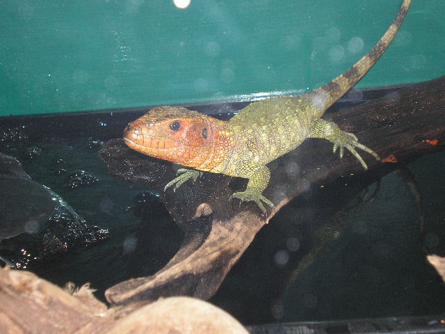 cayman lizard