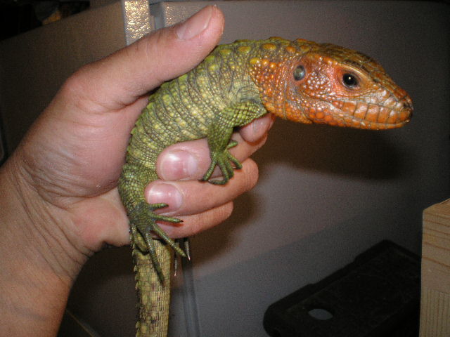 cayman lizard