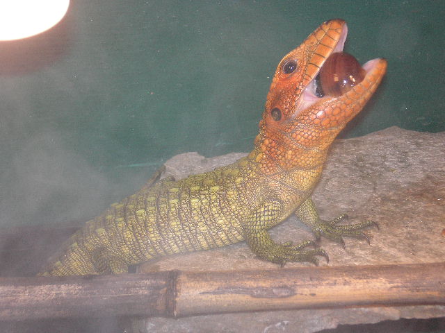 cayman lizard