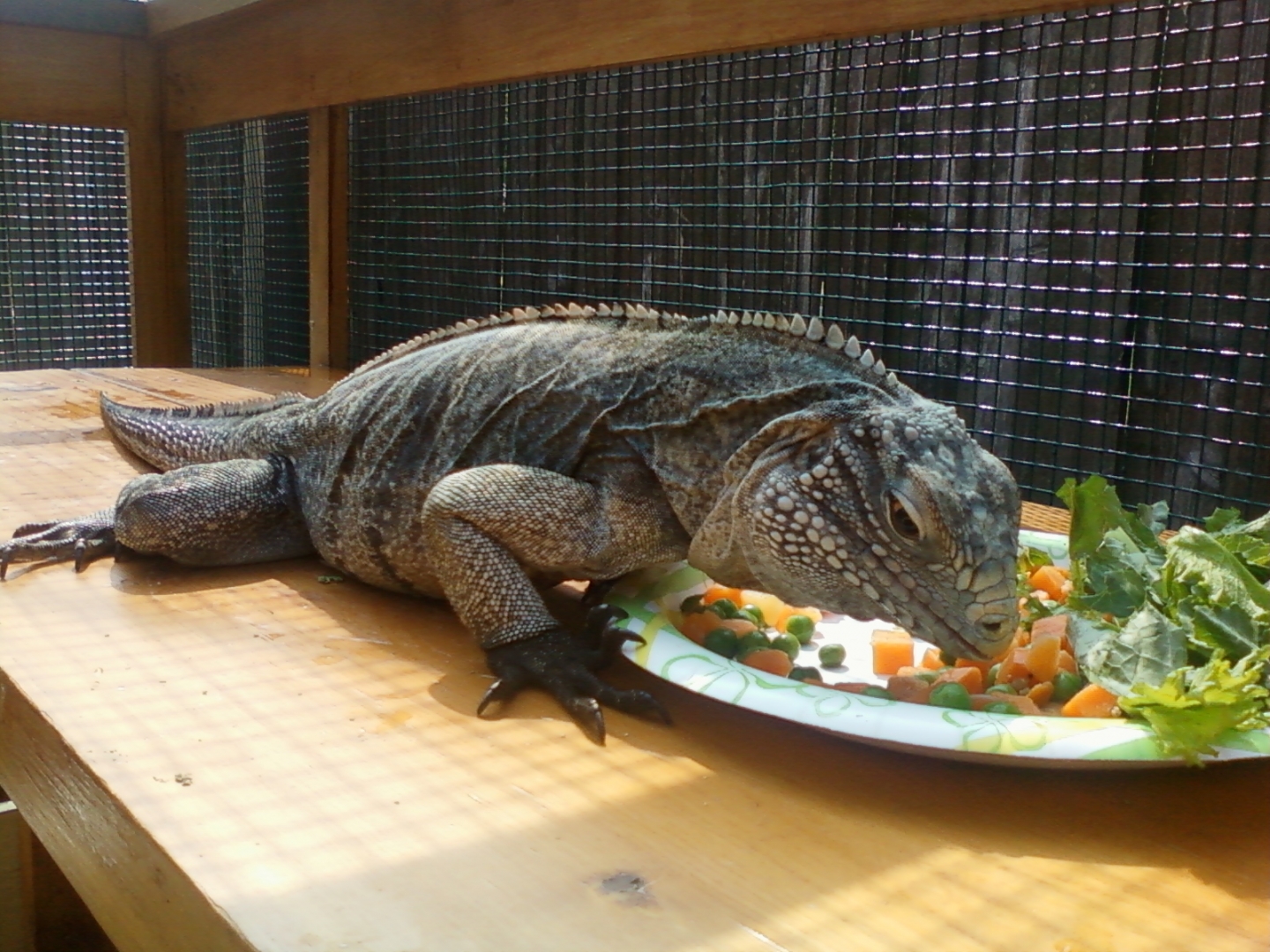 CaymanxCuban Iguana