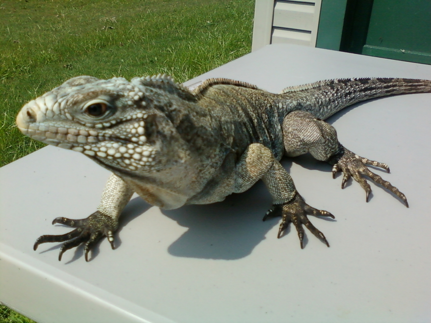 CaymanxCuban Iguana