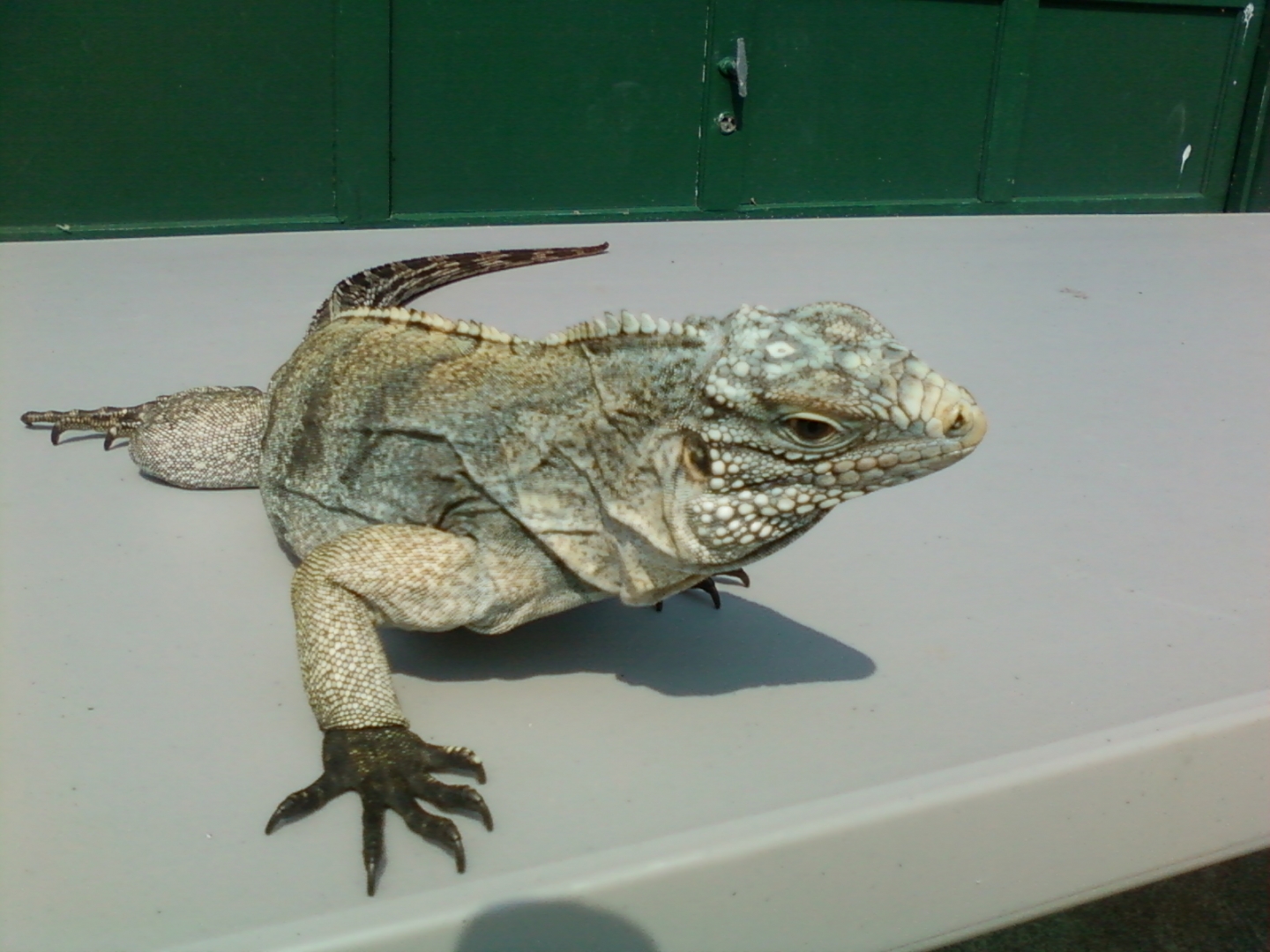 CaymanxCuban Iguana