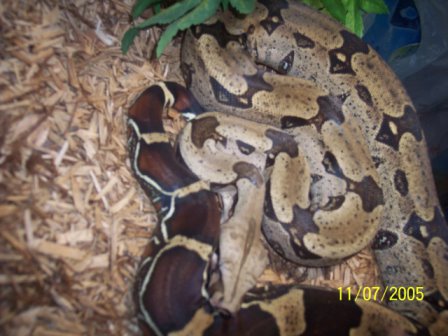 cb '03 Belknap suriname bcc