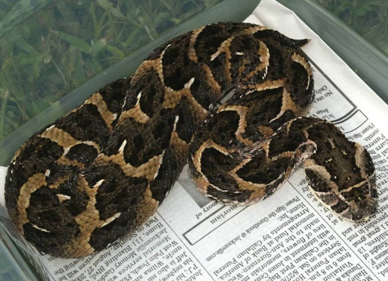 CB. '05 Tanzanian local puff adder