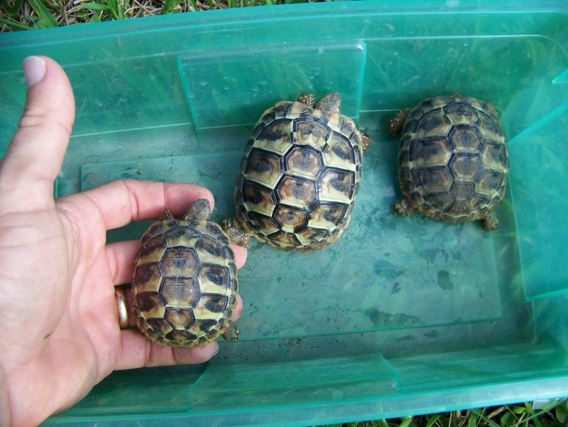 CB Herman's Tortoise