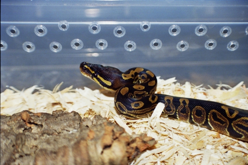 CB Normal BP