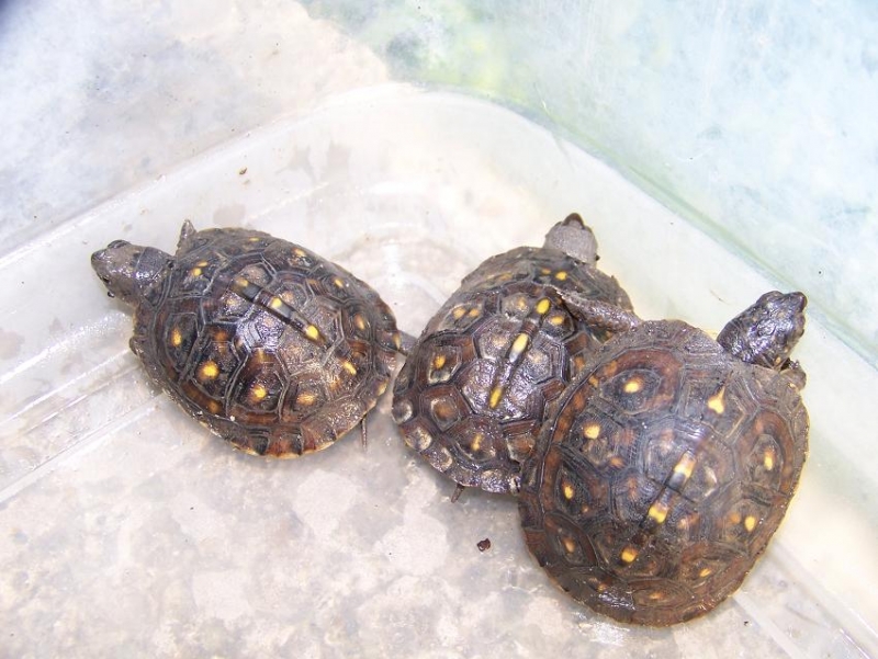 CBB box turtles