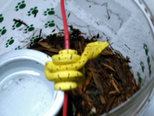 CBB GTP born 12-19-09