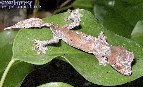 CBB Uroplatus phantasticus