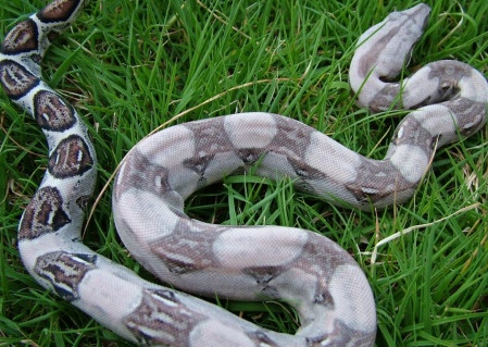 CCS Line Pastel