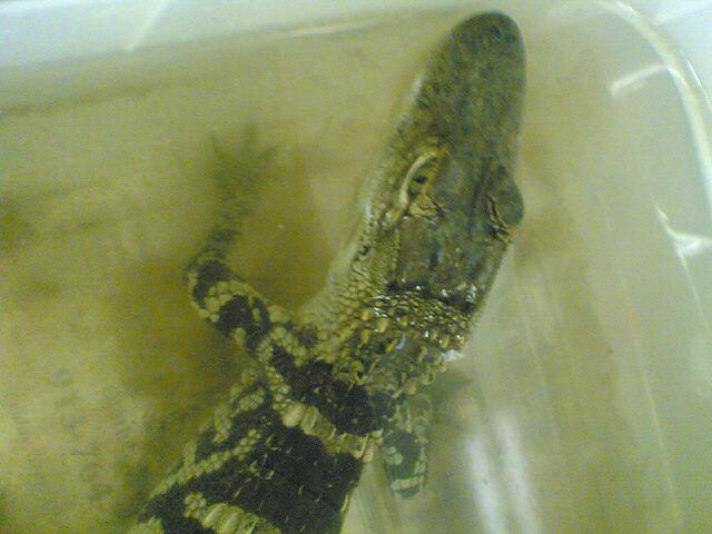cedric