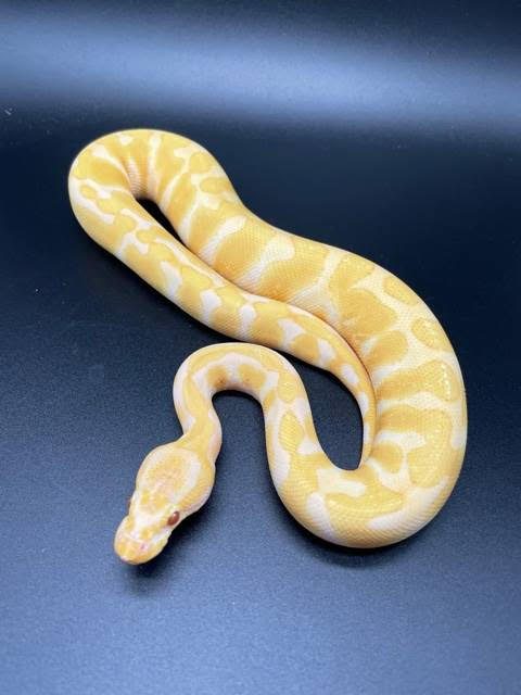 CEF1