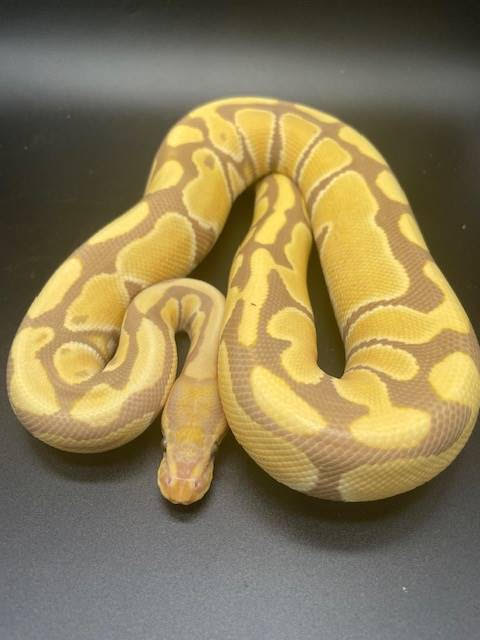 CF2