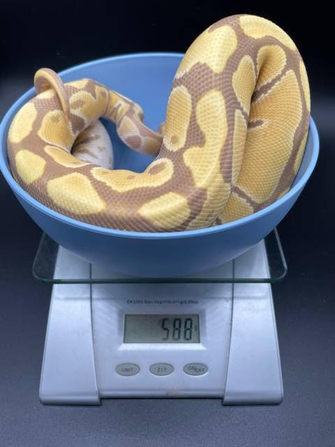 CF3