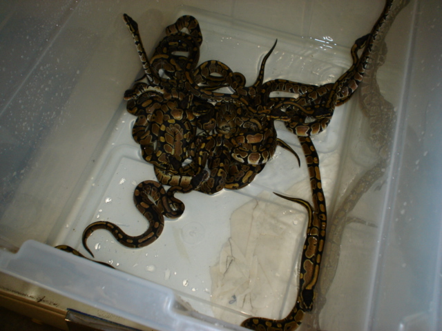 CH 05' female BP's