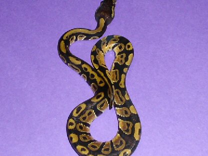 CH 2005 male BP