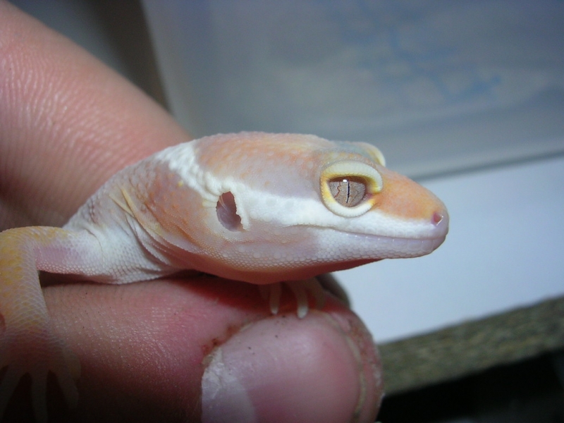 Ch baby in shed