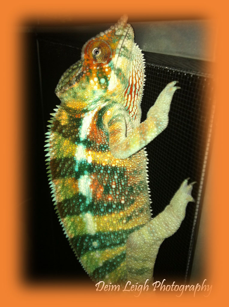 Cham4