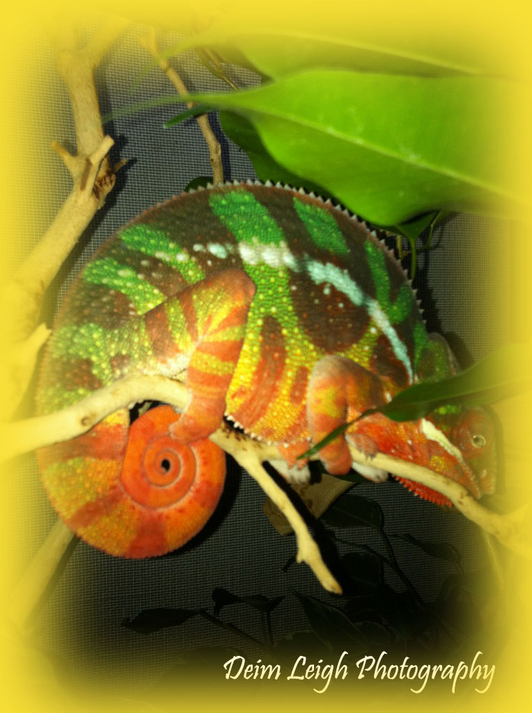 Cham6