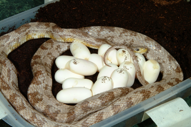Charcoal Ghost Corn laying eggs