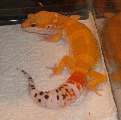 Chico