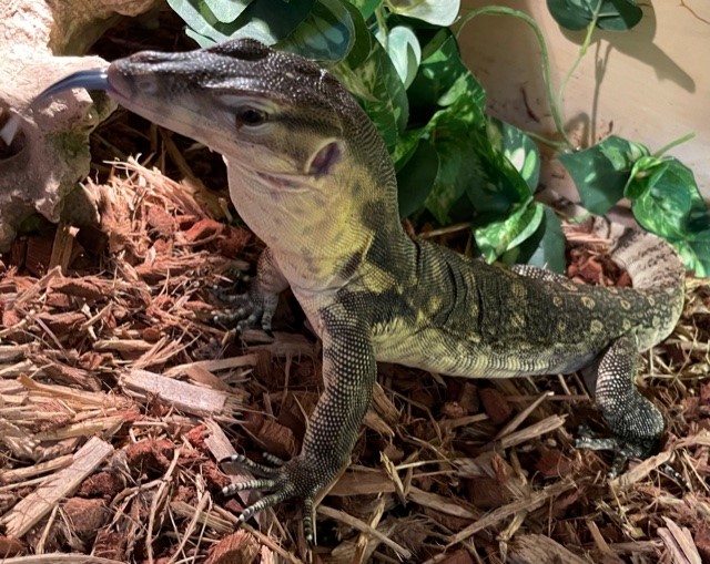 chico1