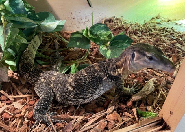 chico2