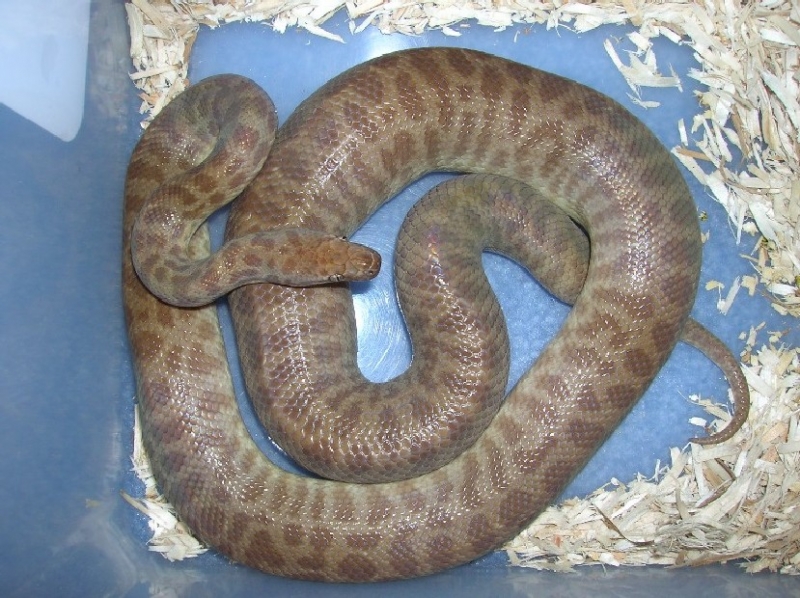 Childrens python