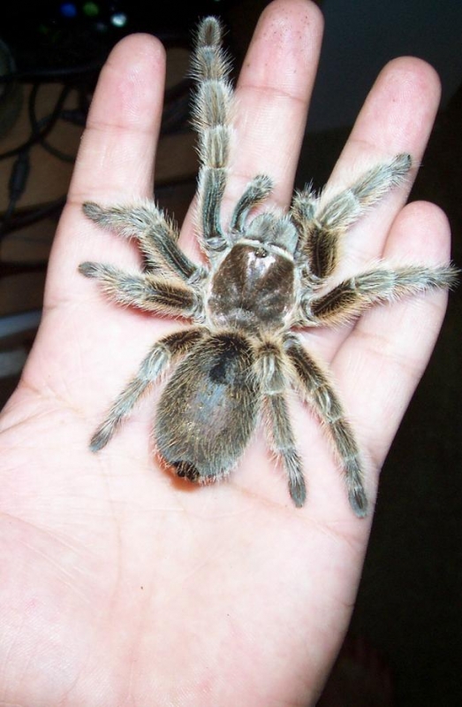 chilean rosehair