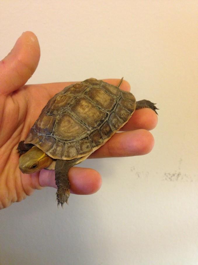 chinese box turtle from turtleshack.com