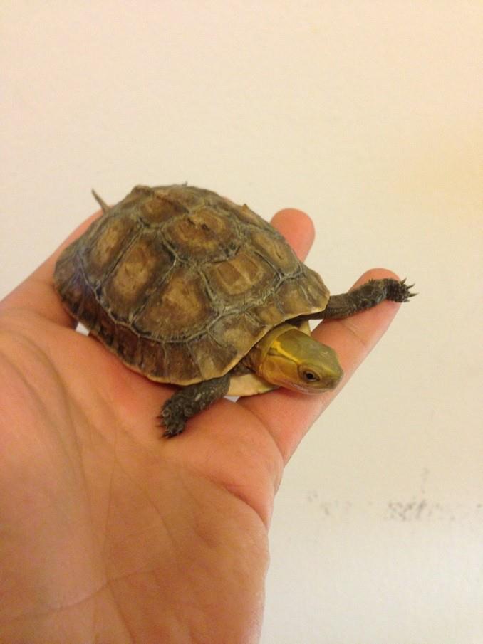 chinese box turtle from turtleshack.com